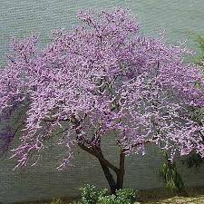 Best flowering trees zone 4. Trees For Small Yards This Old House