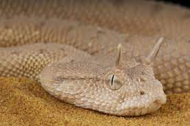 Arabian Horned Viper Cerastes Gasperettii Desert Animals Snake Viper Snake