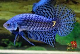 For the record, robert was not told to come this wild show line betta imbellis is from franks bettas! Blue Alien Betta For Sale Number 7 10 Center Of Betta Fish For Sale