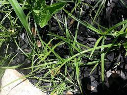 Nut grass is really a sedge, which is not a grass. How Do You Get Rid Of Nut Grass Permanently Hometalk