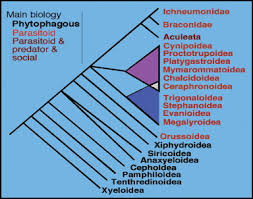 Image result for Cyperus breviradius
