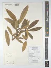 Image result for Oldfieldia