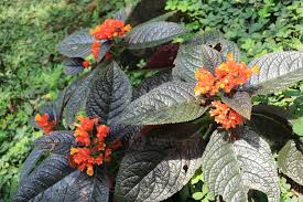 Image result for Episcia