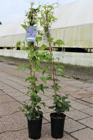 Entdecke (und sammle) deine eigenen pins bei pinterest. Clematis Waldrebe Kiri Te Kanawa Lubera De