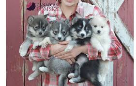 A 9 week old husky puppy, born with a front leg deformity gets a second chance on life thanks to a full support, quad walkin' wheels wheelchair. Miniature Siberian Husky Canadian Pomsky