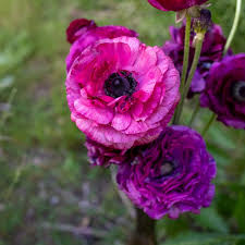 Image result for Ranunculus