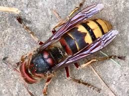 Hornets live in europe, asia, africa, and the americas. Florida Wasps Pictures And Wasp Identification Tips Green Nature