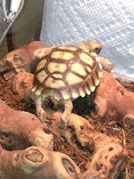 Baby Sulcata Tortoise Sun Bathing Sulcata Tortoise Tortoise Turtle