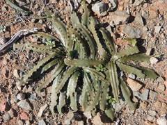 Image result for Drimia elata