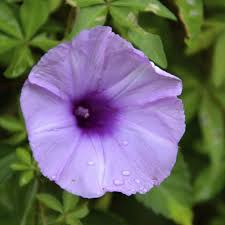 La diversité de leurs hauteurs, de leurs volumes, des coloris de leurs fleurs et de leur feuilles, ainsi que l'alternance des périodes de floraison. Arbuste A Fleurs Violettes Liste Ooreka