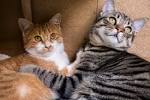 Tabby Cat Colours and Patterns | Cat-World