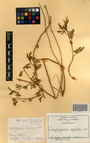 Image result for Cienfuegosia digitata