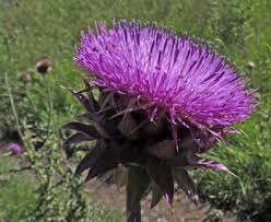 Image result for Carduus