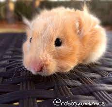 Syrian Hamster Golden Hamster Hamster Photography Animal Photography Animals Hamster Animal Photography