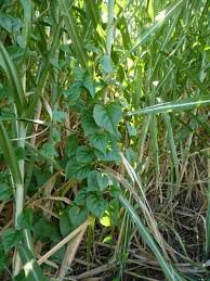 Image result for Basella