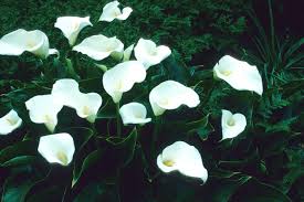 Image result for Zantedeschia aethiopica