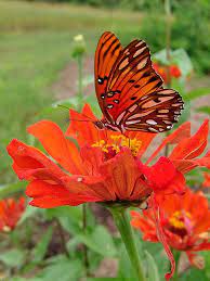 Monarch Butterfly Beautiful Butterflies Beautiful Nature Butterfly