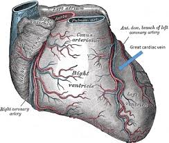 The number of diagonals in a polygon that can be drawn from any vertex in a polygon is three less than the number. Great Cardiac Vein Radiology Reference Article Radiopaedia Org