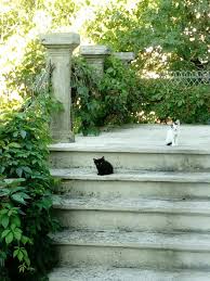 AIN. Oyonnax : trop de chats errants rue Jean-Lavaud