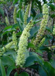 Image result for Phytolacca dodecandra