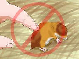 What can i put on my hamster's cage to stop biting? How To Train A Hamster Not To Bite 14 Steps With Pictures