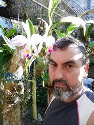 Cattleya trianaei f. coerulea Linden & Rchb. 1860 Costa Rica 1170 m