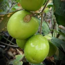 Daun bidara yang dikenal bermanfaat untuk kesehatan ini memilih buah yang biasanya tumbuh di tempat kering. Indianjujube Hashtag On Twitter