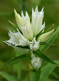 Image result for Gentiana asclepiadea alba