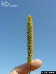 Image result for Setaria pumila