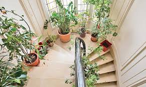 Get inside home plant today w/ drive up or pick up. Add Some Greenery To Your Decor