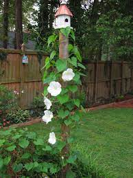 Birdhouses On Posts This Vine Will Cover An Arbor A Large Trellis A Fence Or Any Other Moon Flower Morning Glory Flowers Garden Vines