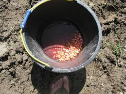 Image result for rendaman  jagung