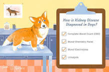 Image result for what is treatment for kidney disease in dogs
