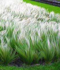 Baldur Garten Madchenhaargras Federgras Stipa 3 Pflanzen Engelshaargras Winterhart Garten Ziergraser Amazon De Garten Garten Ziergras Pflanzen