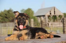 Puppies will be utd on shots and come with the paperwork to register them with the american kennel club. 4 Best German Shepherd Breeders In Florida Dogblend