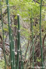 Image result for Equisetaceae