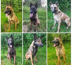 США передали Азербайджану собак-миноискателей