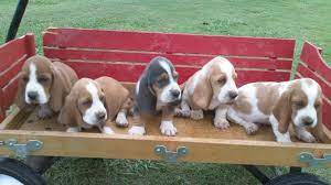 My Basset Hounds Puppies Basset Hound Puppy Hound Puppies Bassett Hound