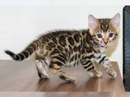 Informiere dich über neue bengal katze kaufen. Wunderschone Reinrassige Bengal Kitten Mit Stammbaum Zu Verkaufen