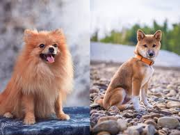 Shiba inu husky mix is no exception. Pom Shi Shiba Inu Pomeranian Mix Cost Lifespan And Temperament Family Life Share