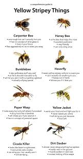 Black And White Wasp Sting Treatment Pin On Mom