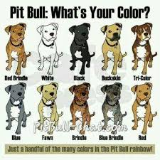 American Pitbull Terrier Mix Black And White Color Bread American Pitbull Terrier Pitbull Puppies Pitbull Terrier