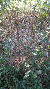 These at first curl, then will gradually turn yellow or a tone of reddish and then die and fall off. Privet Hedge Dying Off