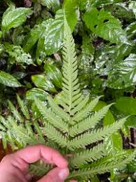 Image result for Amblovenatum