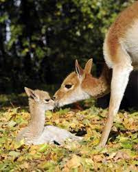 A17 Animal Mothers Baby Animals Cutest Animals Baby Animals Funny