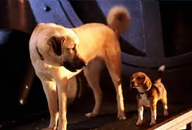When a professor develops a vaccine that eliminates human allergies to dogs, he unwittingly upsets the fragile balance of power between cats and dogs and touches off an epic battle for pet supremacy. Cats Dogs Movie 2001 Jeff Goldblum Elizabeth Perkins Video Dailymotion
