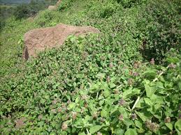 Image result for Lepidagathis scariosa