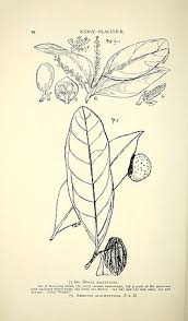 Image result for Opilia amentacea