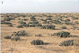 Image result for Nesaea sarcophylla