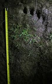 Traditional attitudes toward bigfoot in many north american cultures, by gayle here in the northwest, and west of the rockies generally, indian people regard bigfoot with great respect. North American Bigfoot August 2012 Finding Bigfoot Bigfoot Sightings Bigfoot